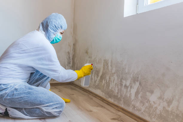 Licensed Attic Mold Removal service in Blue Bell, PA - WQB Mold Removal