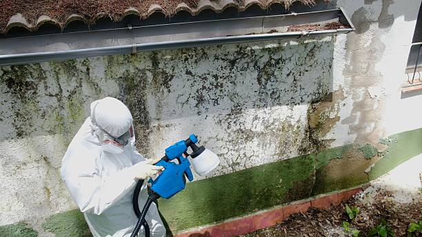 Top rated local Attic Mold Removal specialists in Blue Bell, PA
